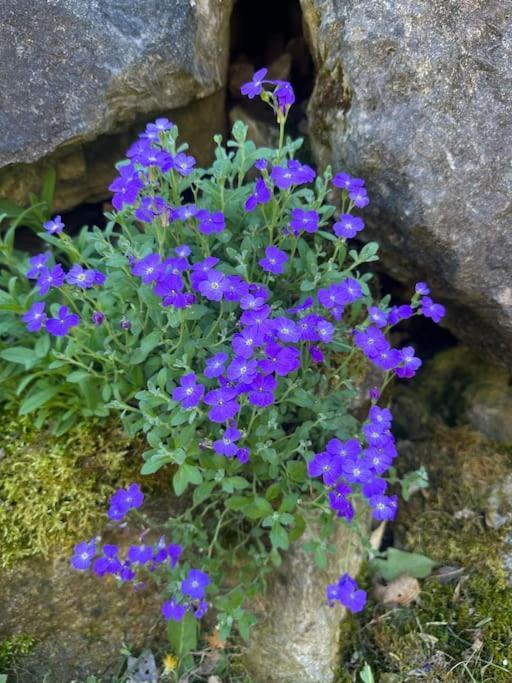 Cocon A La Campagne,Proche Annecy Daire Alby-sur-Cheran Dış mekan fotoğraf